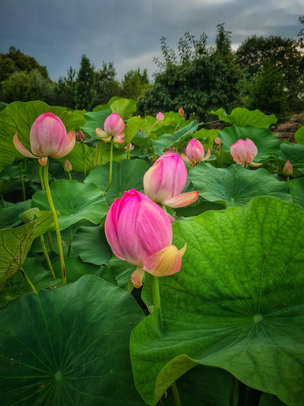 Фото: Ботанический сад Фото: Ботанический сад