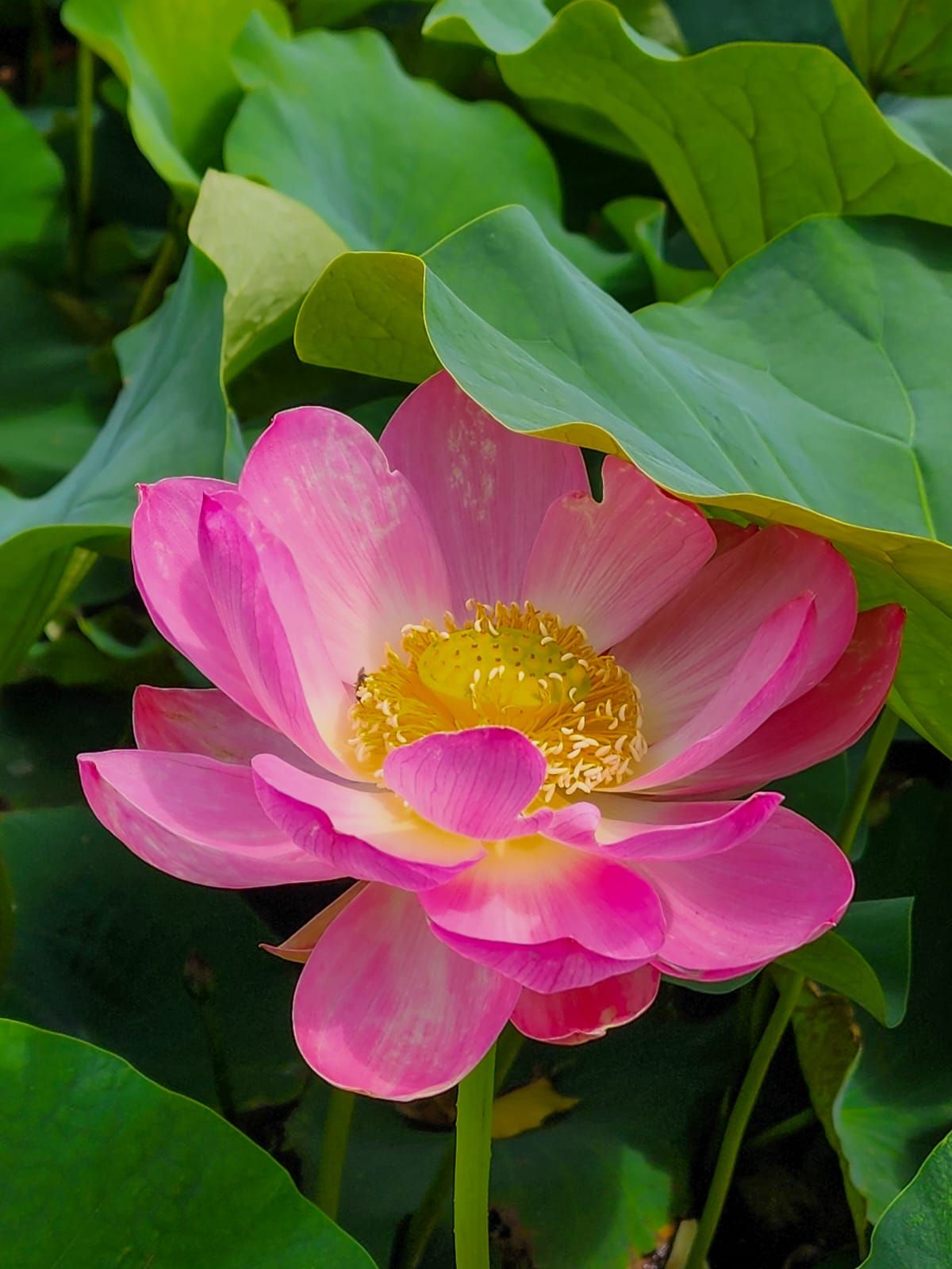 Фото: Ботанический сад Фото: Ботанический сад