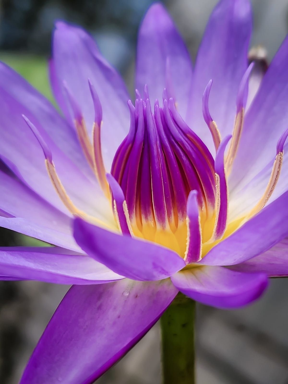 Ботанический сад Ботанический сад