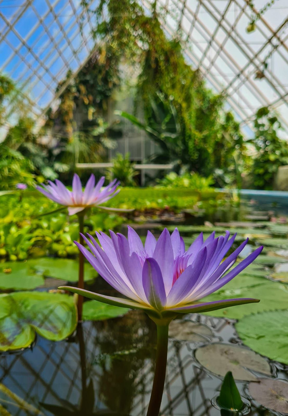 Ботанический сад Ботанический сад