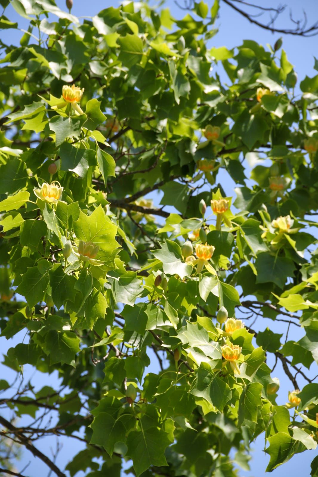 Фото: Ботанический сад Фото: Ботанический сад