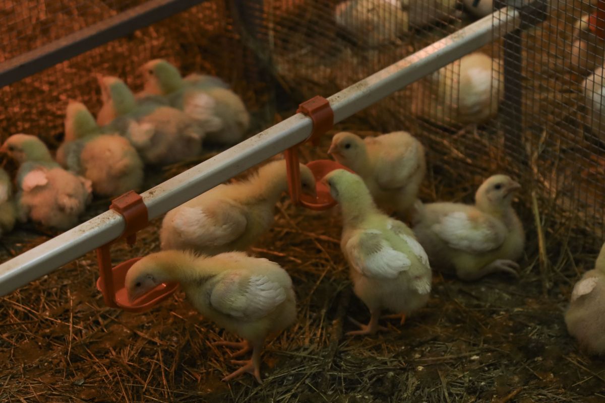 СтГАУ СтГАУ