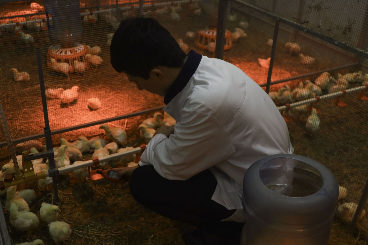 СтГАУ СтГАУ