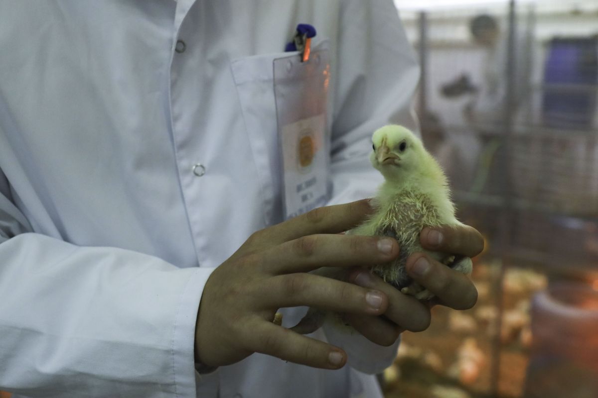 СтГАУ СтГАУ