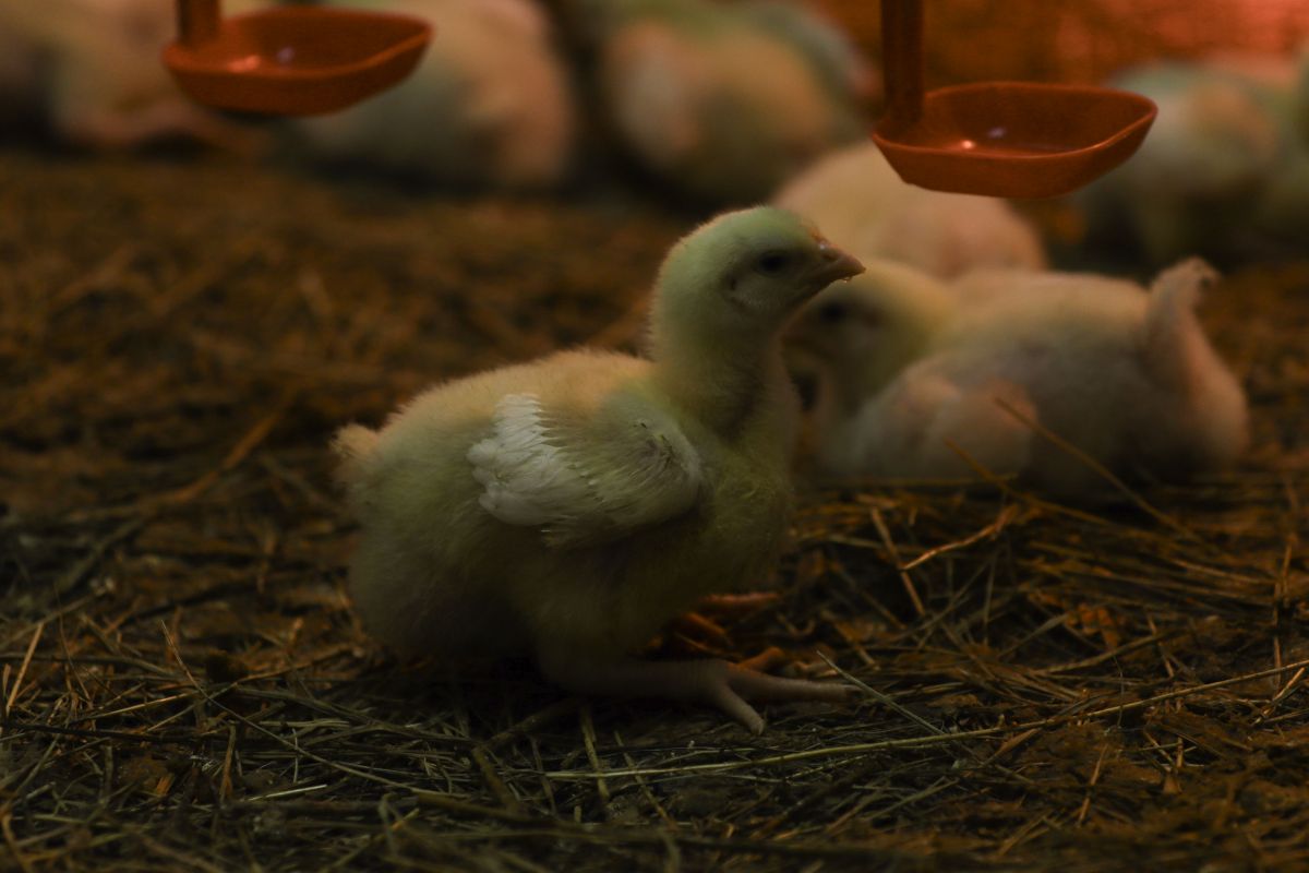 СтГАУ СтГАУ