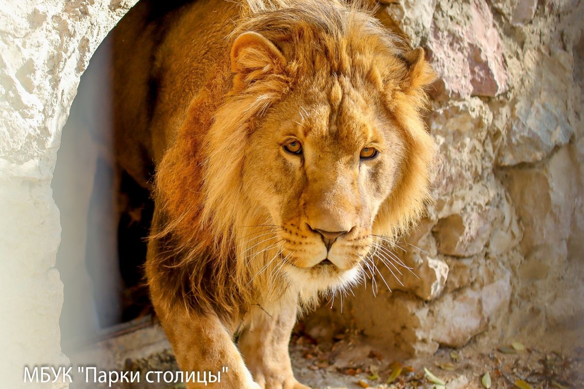 МБУК "Парки столицы"