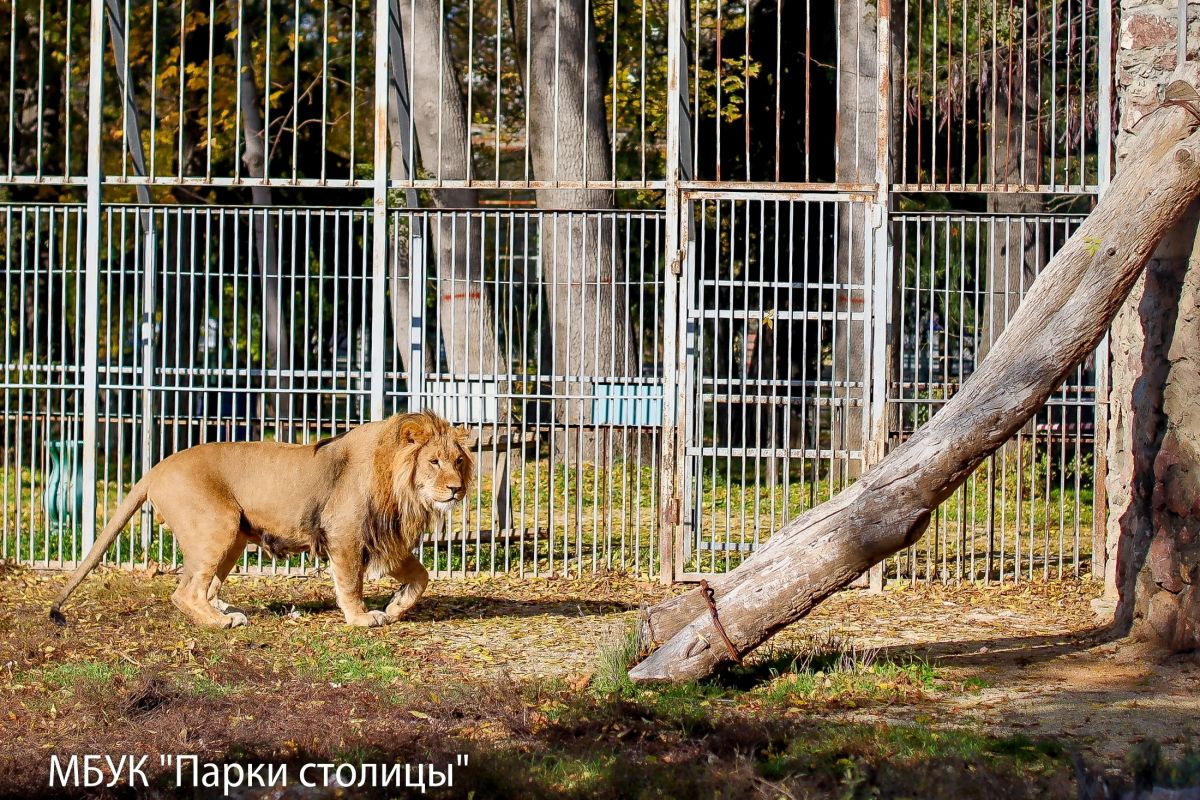 МБУК "Парки столицы"