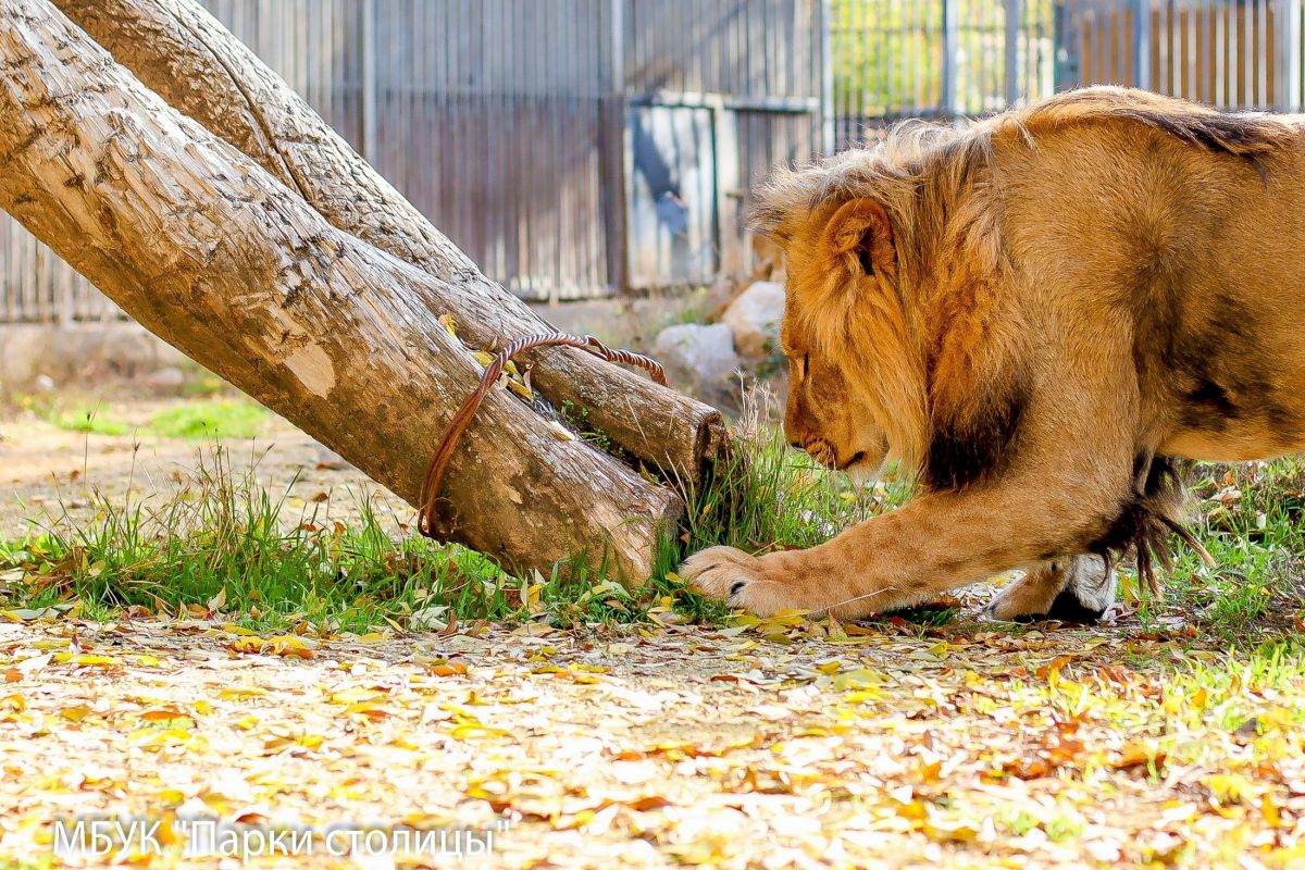 МБУК "Парки столицы"