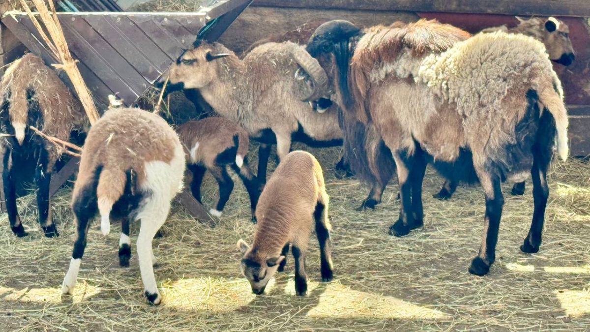 телеграм-канал "Ставропольские парки"