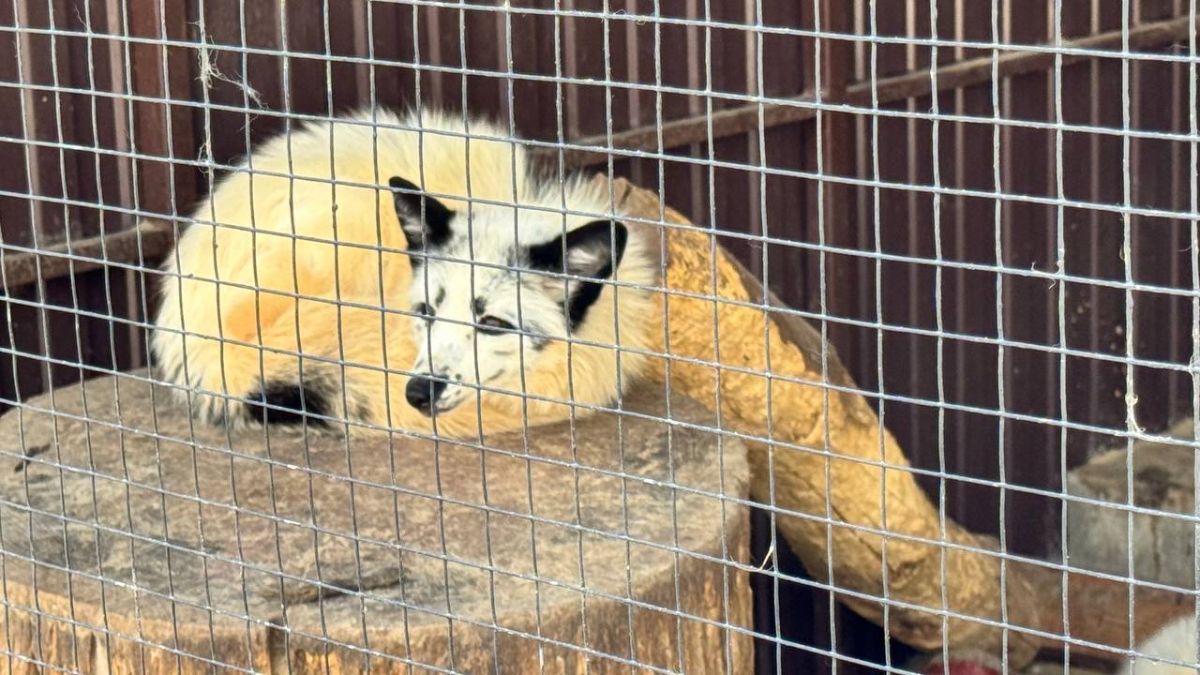 телеграм-канал "Ставропольские парки"