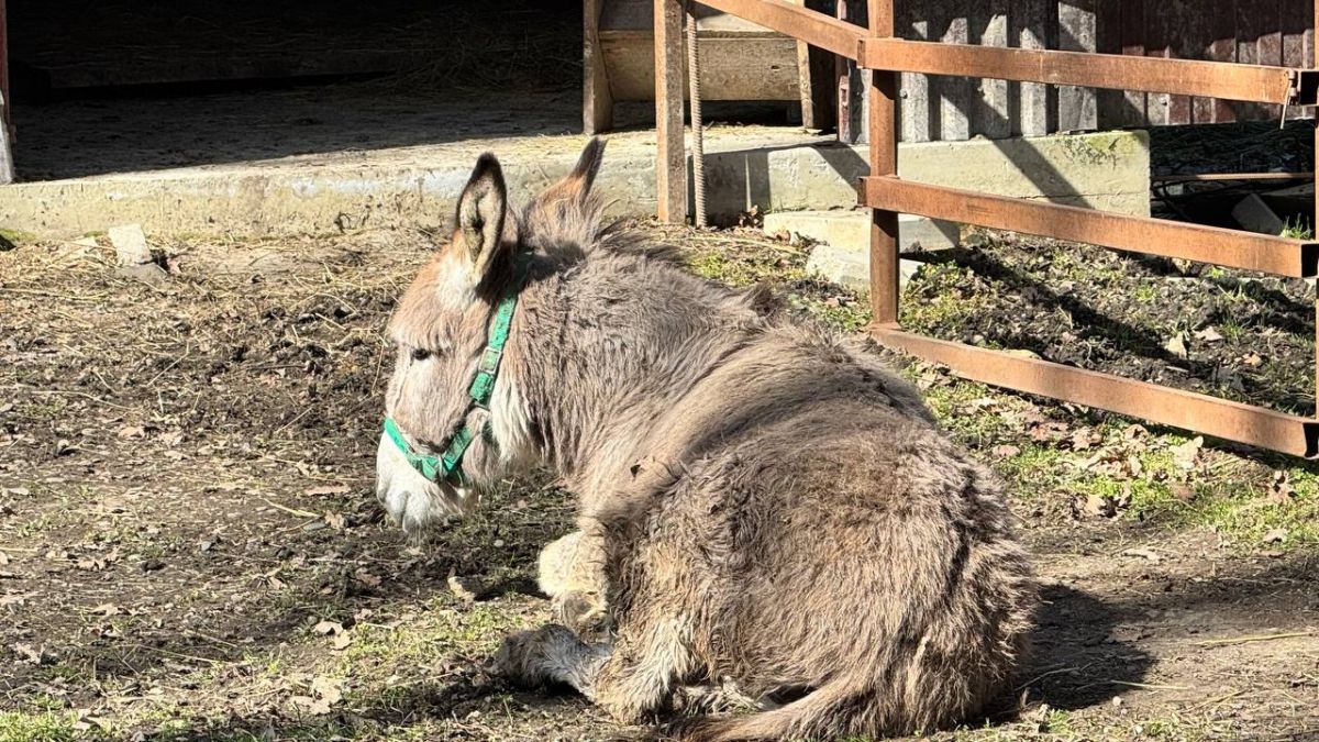 телеграм-канал "Ставропольские парки"