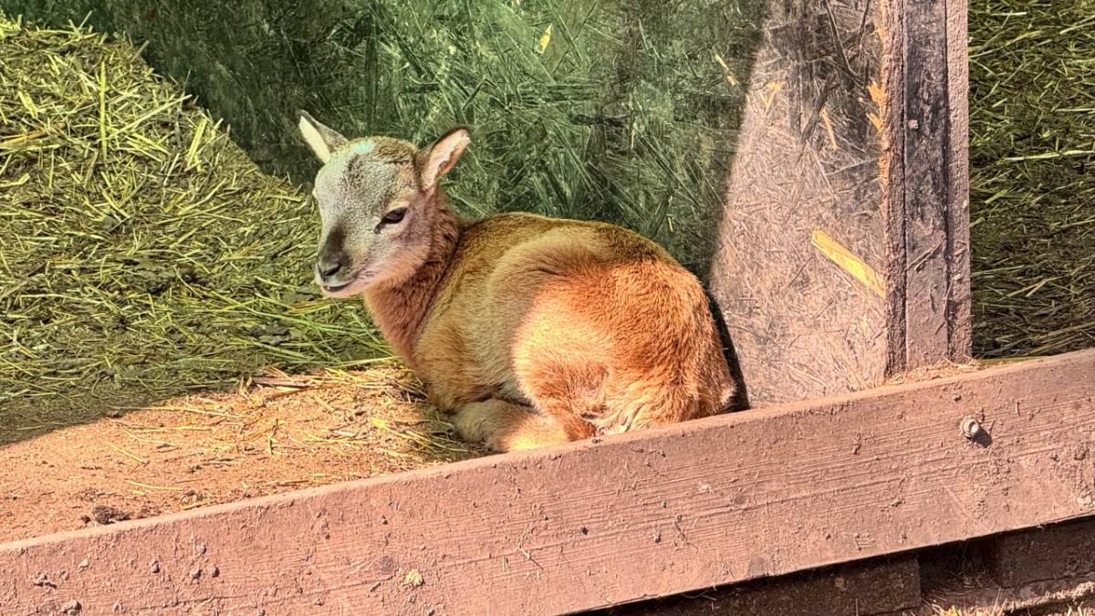 телеграм-канал "Ставропольские парки"