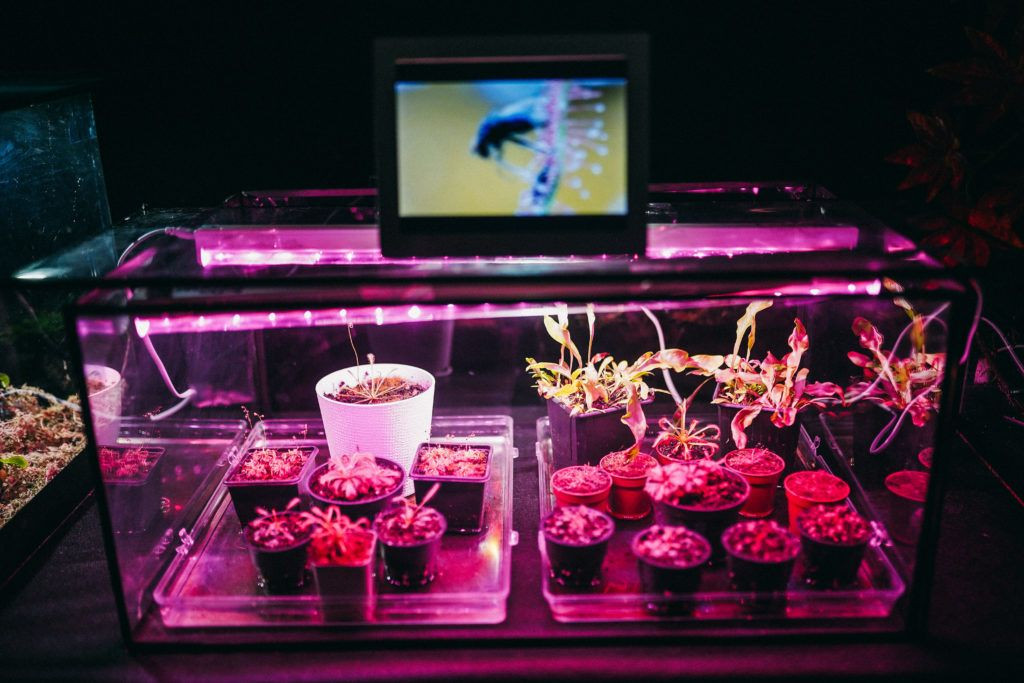 Выставка хищных растений Выставка хищных растений