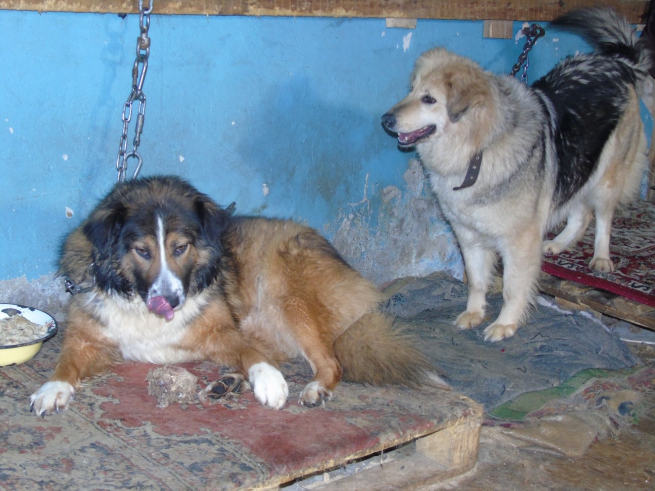 Содержать приюты для животных обяжут власти Ставрополя Содержать приюты для животных обяжут власти Ставрополя