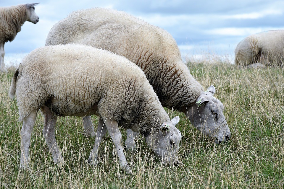 Сколково совместно со ставропольскими учеными улучшают генетику российских пород овец