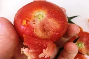 На границе Ставрополья обнаружили зараженные томаты