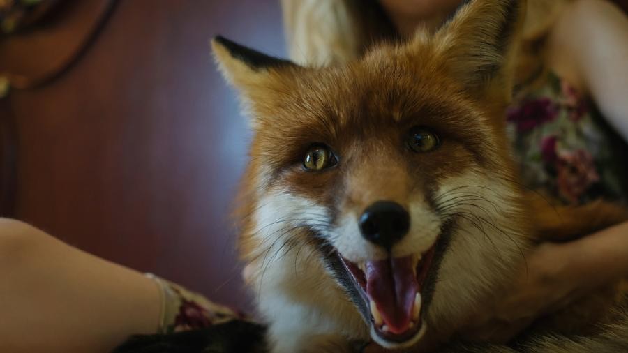 Правительство России утвердило список животных, запрещенных к содержанию