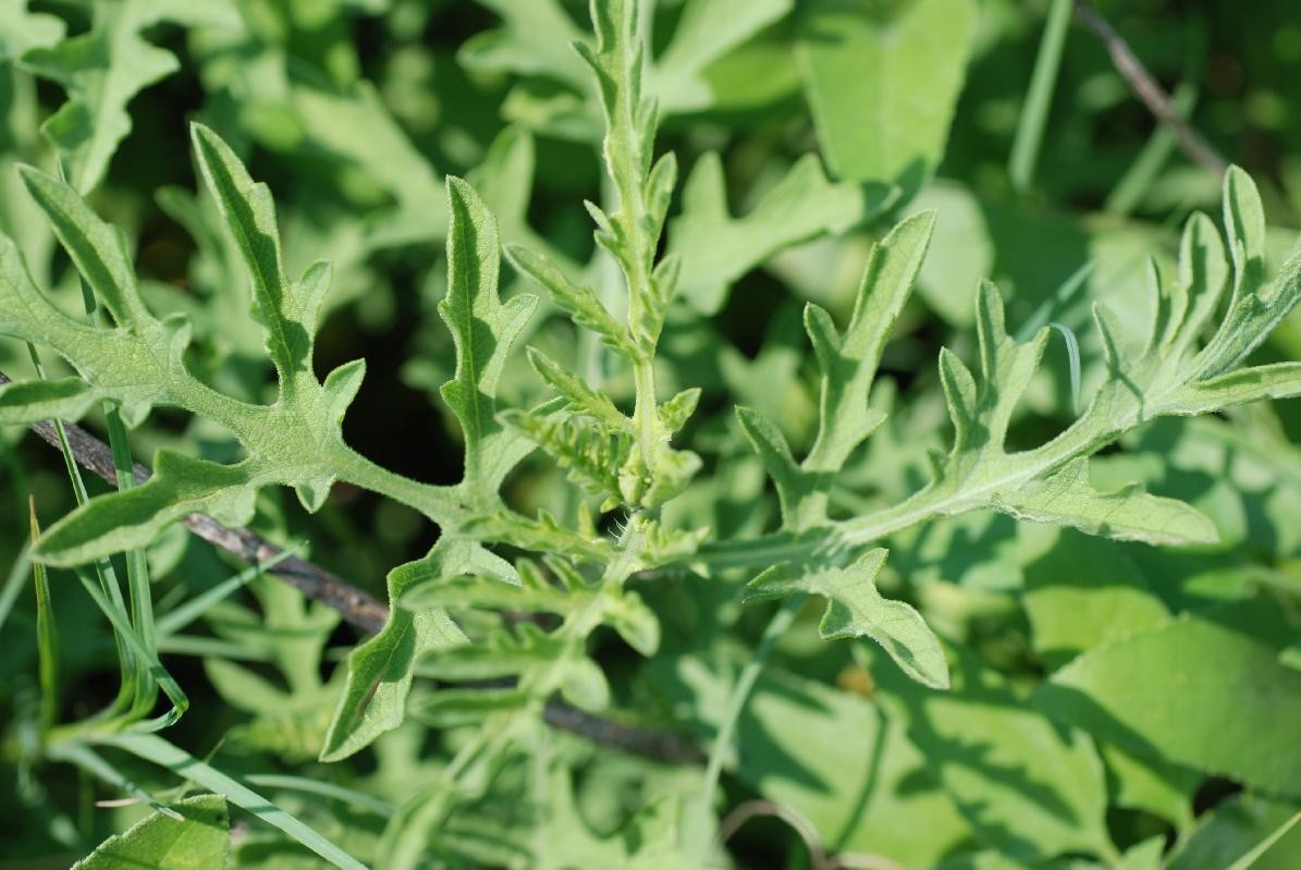 Ставрополь 27 июля очистят от амброзии Ставрополь 27 июля очистят от амброзии