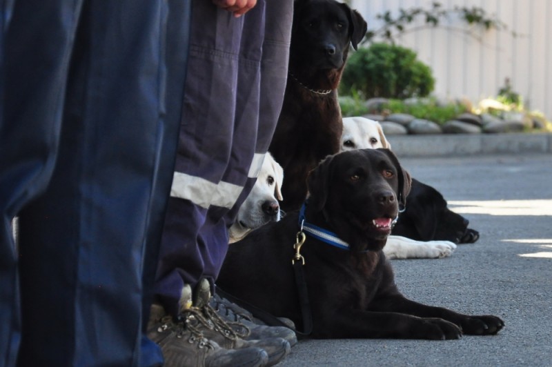 В Ставрополе тренируются кинологи-спасатели со всей России В Ставрополе тренируются кинологи-спасатели со всей России