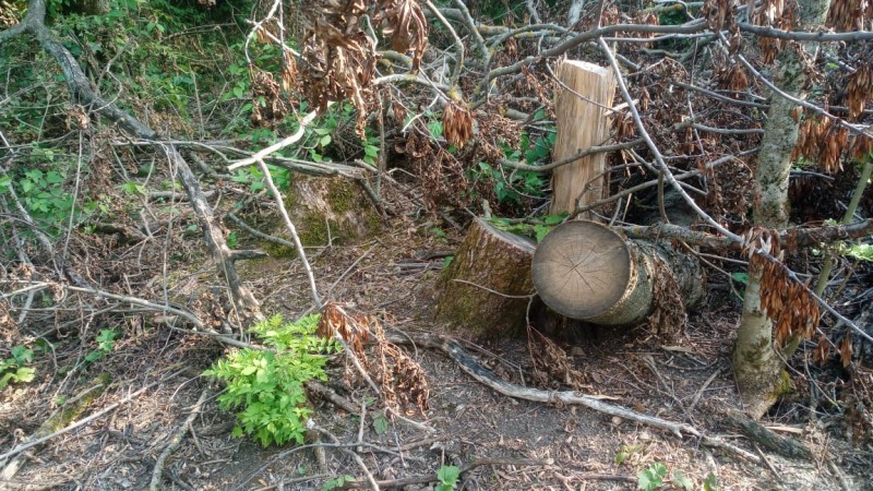 На Ставрополье мужчину подозревают в незаконной вырубке деревьев На Ставрополье мужчину подозревают в незаконной вырубке деревьев