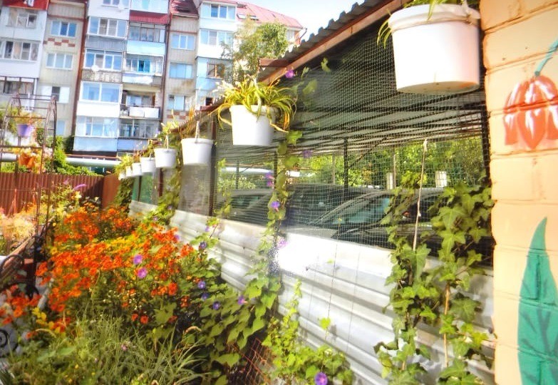 В Ставрополе растёт число участников фестиваля цветников В Ставрополе растёт число участников фестиваля цветников