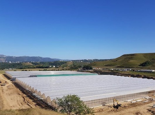 На Ставрополье откроется крупнейшая в России ягодная теплица