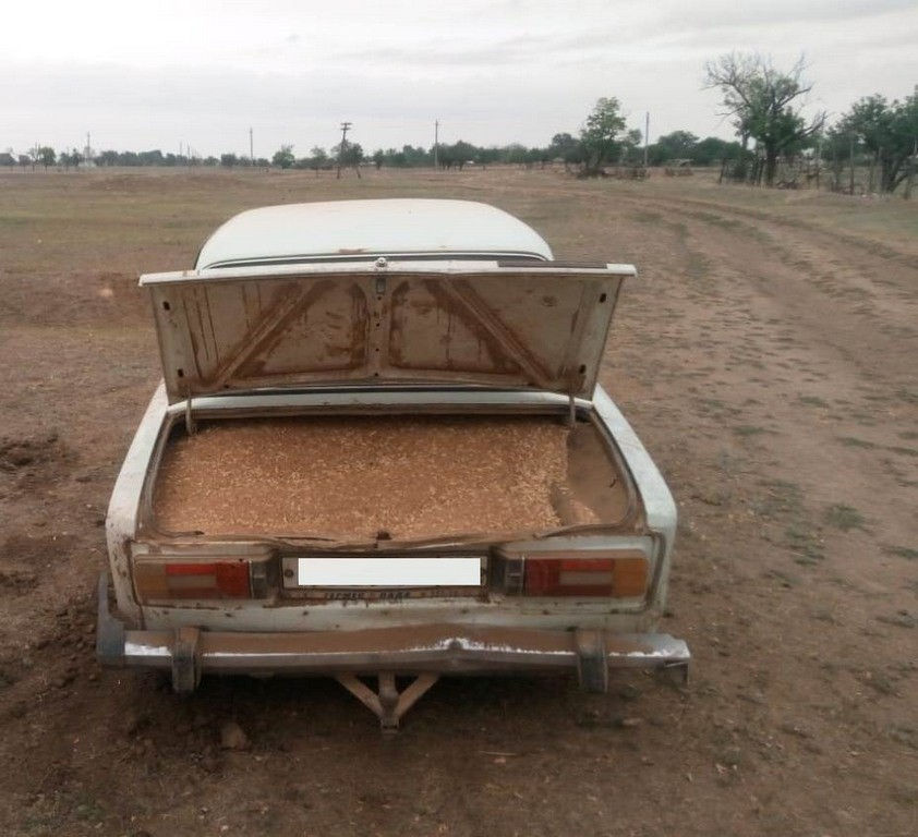 Житель Ставрополья похитил 680 кг пшеницы Житель Ставрополья похитил 680 кг пшеницы