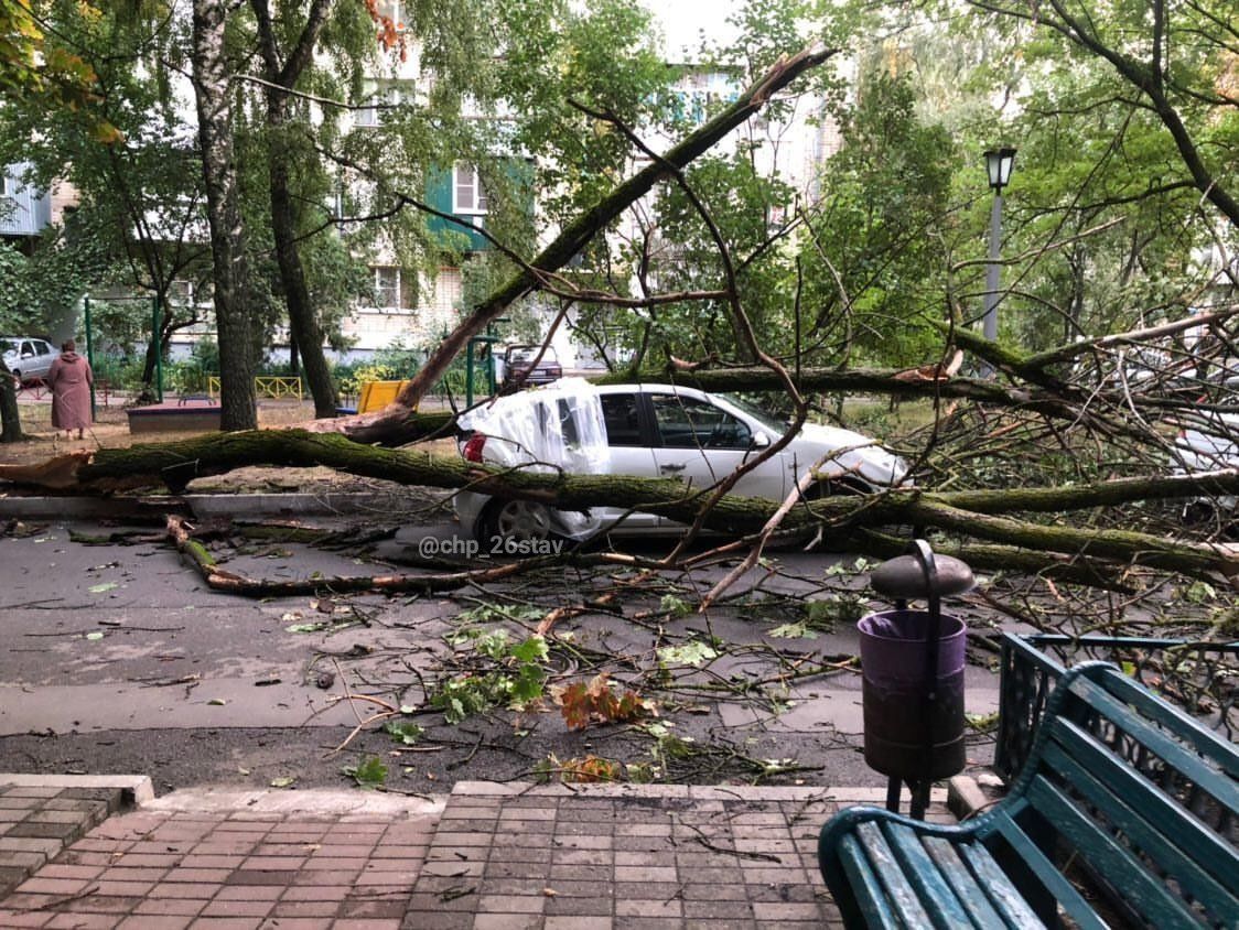 В Ставрополе дерево упало на автомобиль