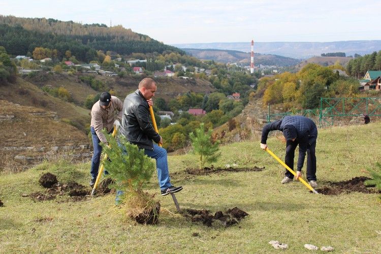 В Кисловодске высадили крымские сосны и туи В Кисловодске высадили крымские сосны и туи