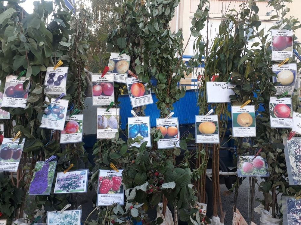 В Железноводске на ярмарке продавали саженцы редких фруктовых деревьев В Железноводске на ярмарке продавали саженцы редких фруктовых деревьев