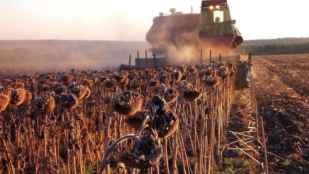 Уборка подсолнечника