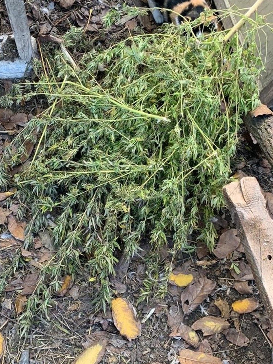 500 граммов конопли изъяли у жителя Буденновска 500 граммов конопли изъяли у жителя Буденновска