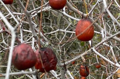 На востоке Ставрополья нашли десятки гектаров экзотического растения На востоке Ставрополья нашли десятки гектаров экзотического растения