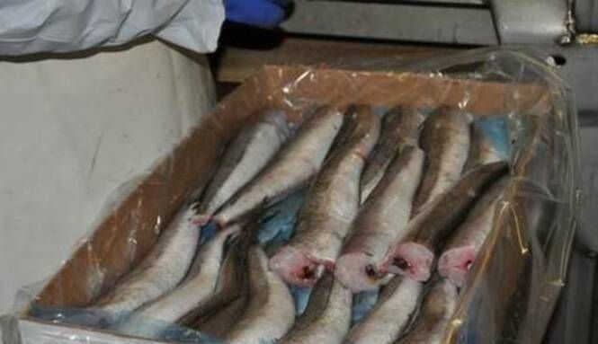 В больницу Ставрополя поставляли просроченную рыбу В больницу Ставрополя поставляли просроченную рыбу