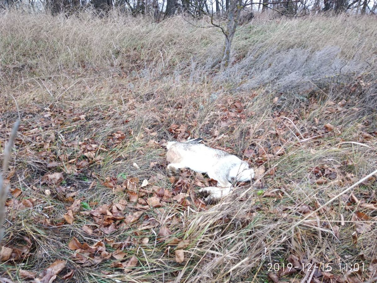 На Ставрополье массово гибнут зайцы