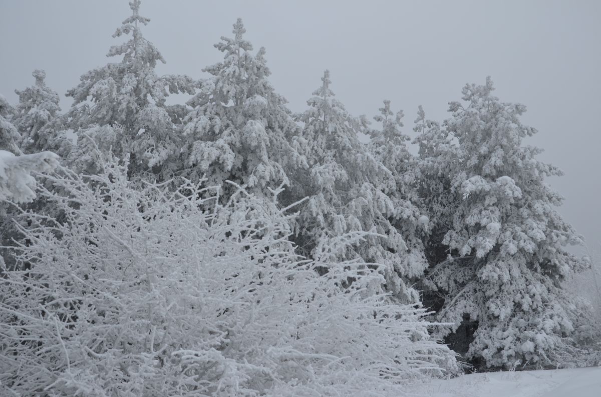 Минприроды Ставрополья просит жителей не срубать елки в лесах
