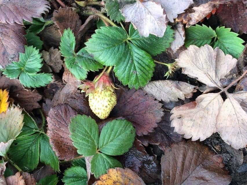 У жительницы Ставрополья 27 декабря зацвела клубника
