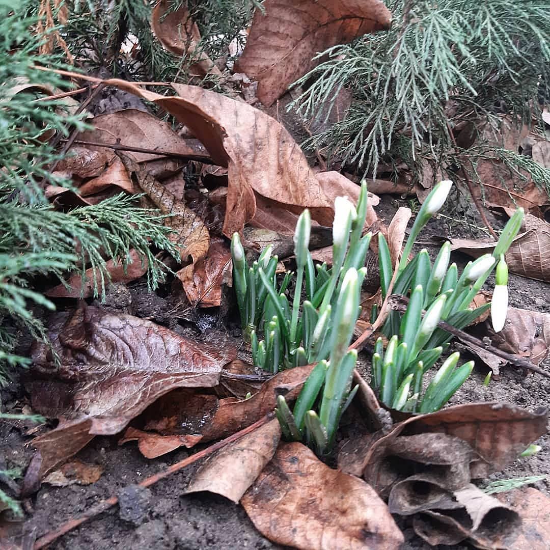 В Михайловске в январе зацвели подснежники В Михайловске в январе зацвели подснежники