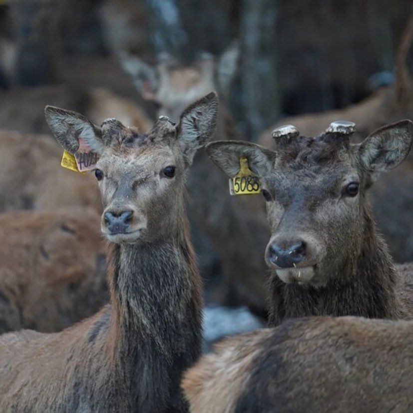 На Ставрополье появилась оленья ферма На Ставрополье появилась оленья ферма
