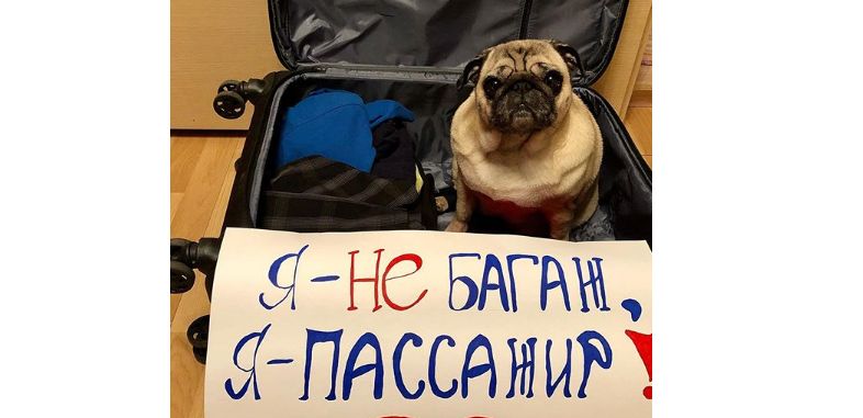 "Я - не багаж, я -пассажир": россияне требуют пересмотреть правила перевозки животных в самолете "Я - не багаж, я -пассажир": россияне требуют пересмотреть правила перевозки животных в самолете