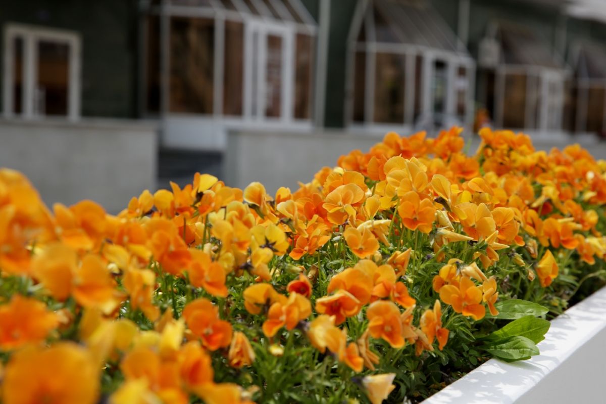 В Ставрополе сформировали план по озеленению на 2020 год В Ставрополе сформировали план по озеленению на 2020 год