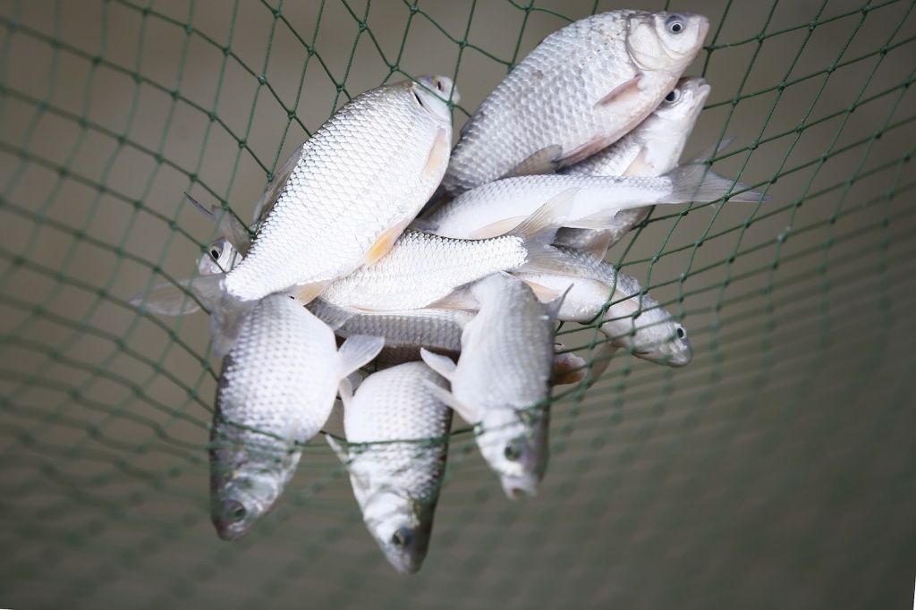 На Ставрополье увеличилось производство товарной рыбы