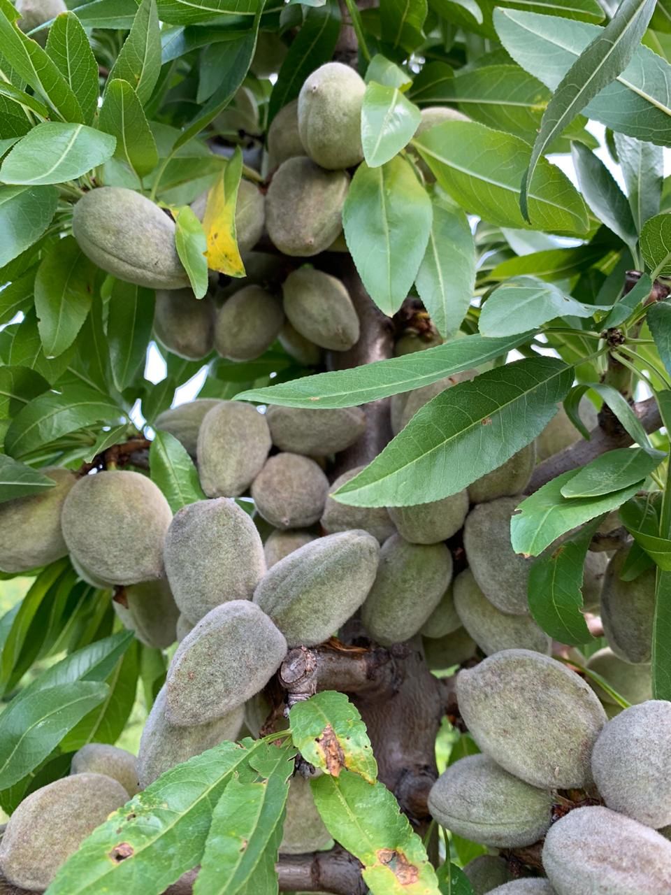 На Ставрополье будут производить 100 тыс. саженцев миндаля в год На Ставрополье будут производить 100 тыс. саженцев миндаля в год