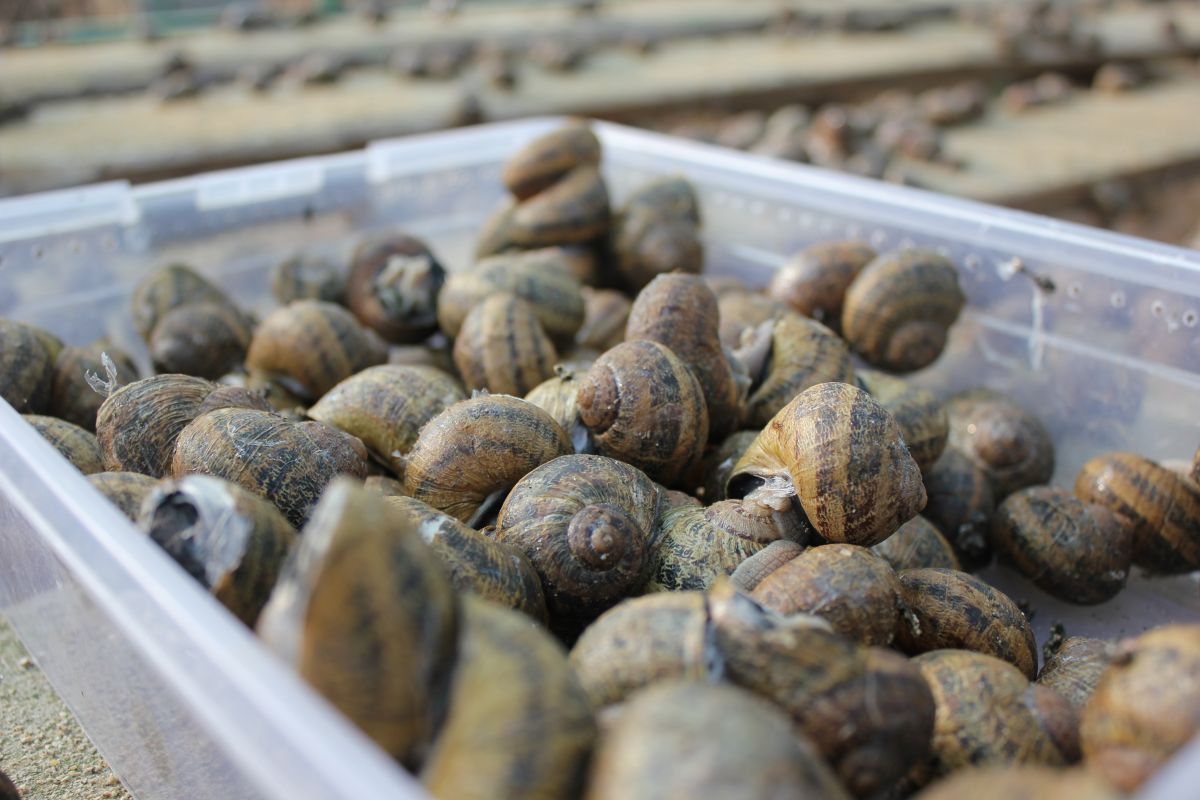 До 100 тонн улиток будут производить на Ставрополье