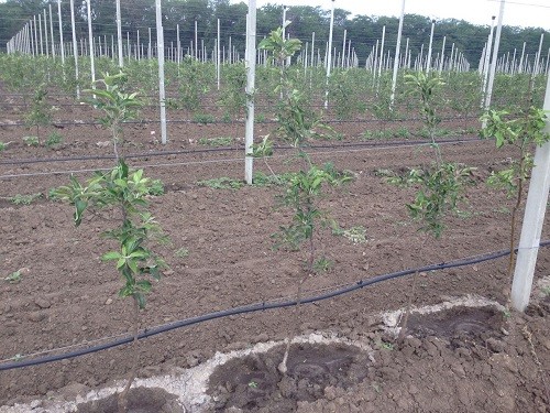 Весенняя закладка садов стартовала на Ставрополье