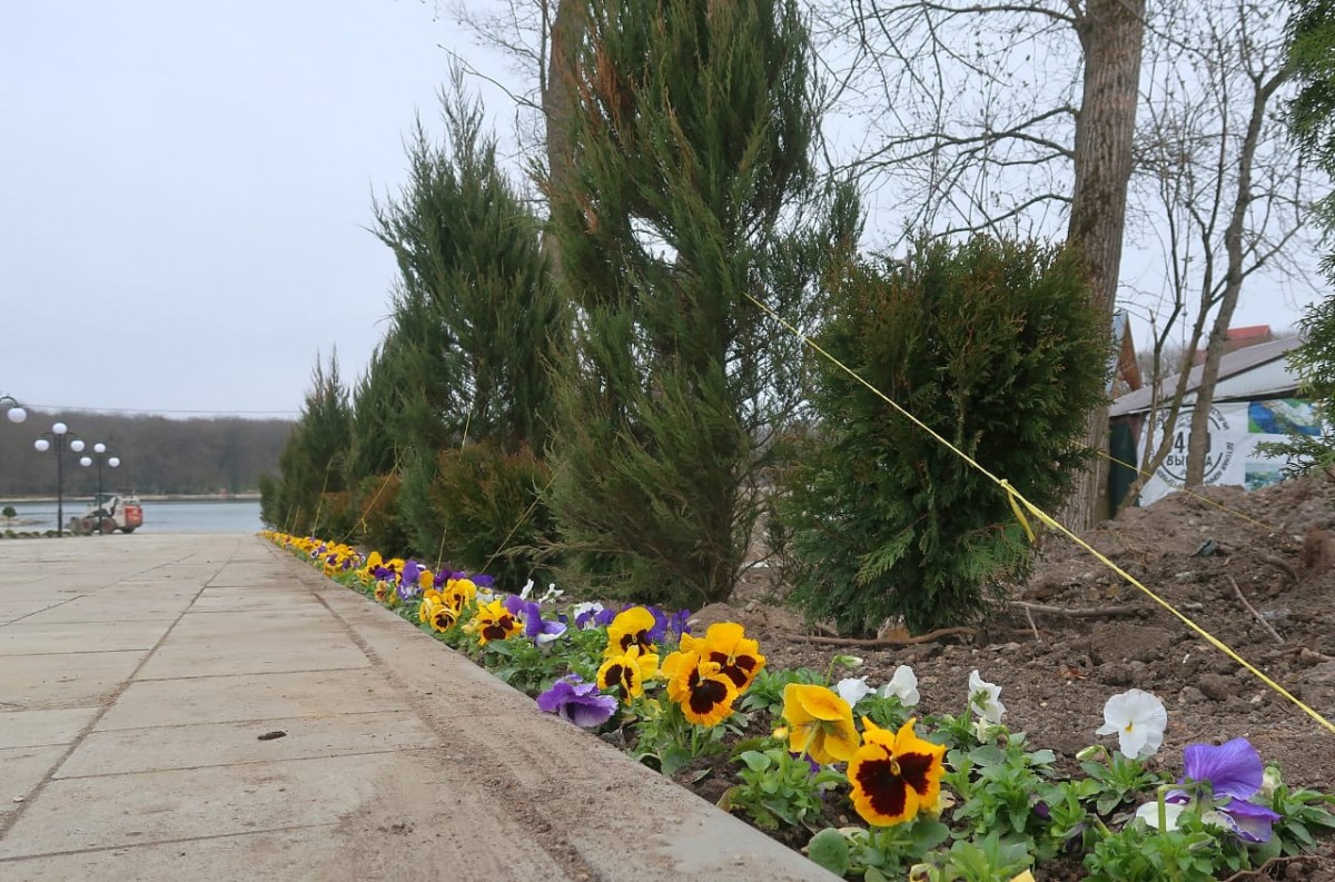 Тюльпановые деревья украсят Каскадку в Железноводске Тюльпановые деревья украсят Каскадку в Железноводске