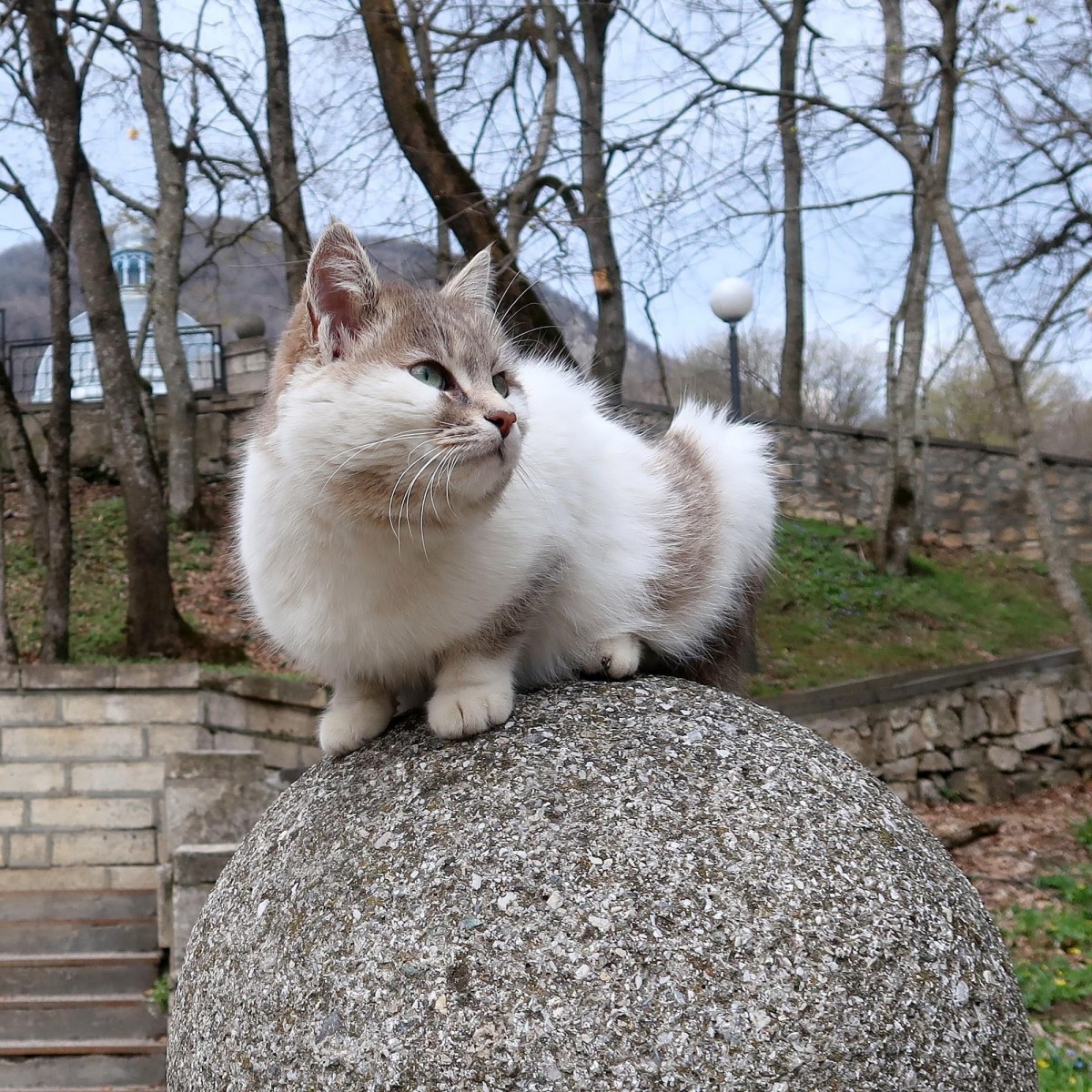В Железноводске волонтеры накормили бездомных животных В Железноводске волонтеры накормили бездомных животных