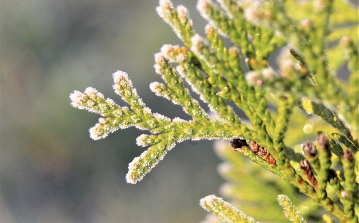 Заморозки на Ставрополье продержатся до 6 апреля Заморозки на Ставрополье продержатся до 6 апреля