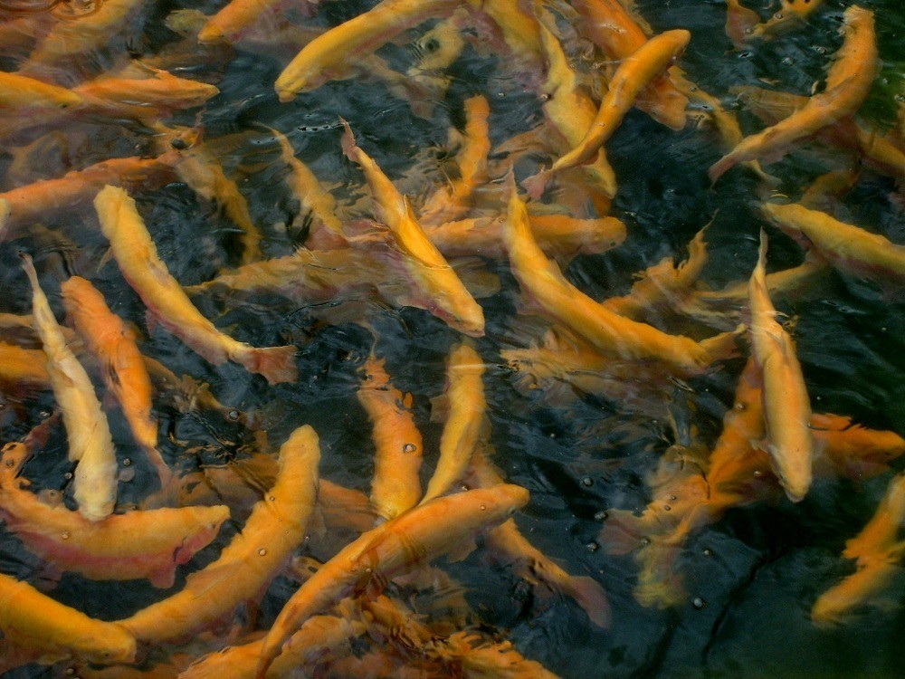 На Ставрополье в водоемы выпустят 14 млн рыб