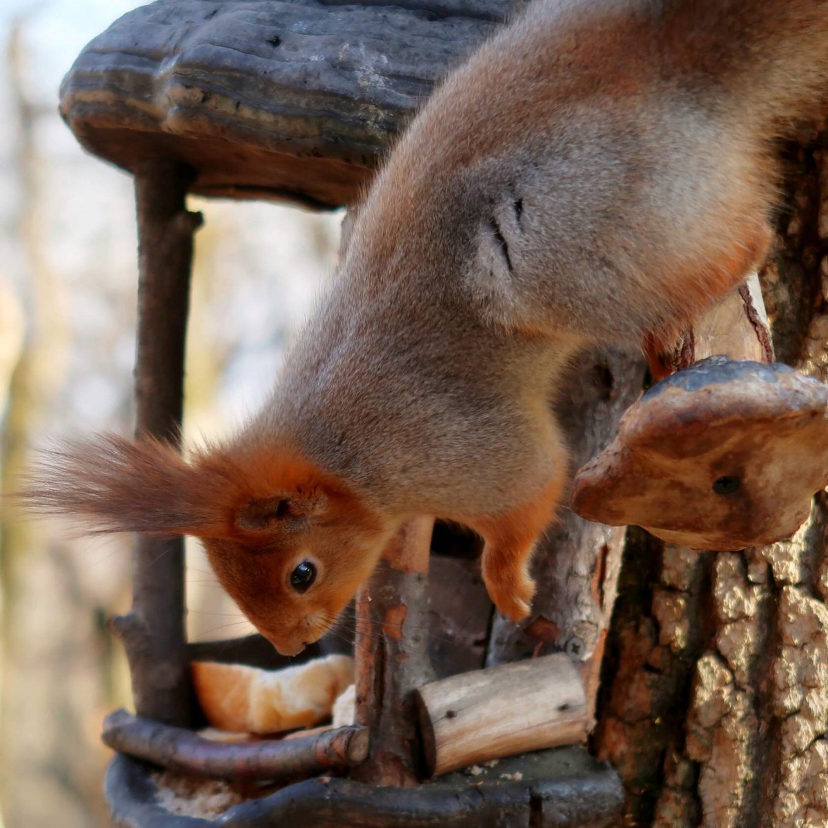 В Железноводске увеличилась популяция белок В Железноводске увеличилась популяция белок